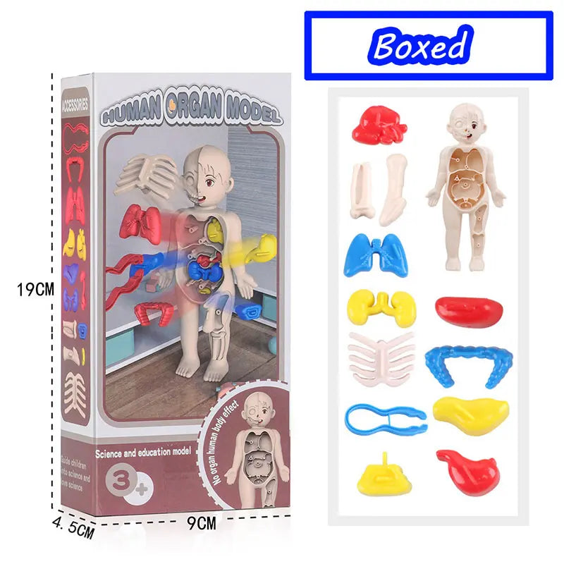 3D Human Body Torso Model Educational Assembly Learning DIY Toys Human Body Organ Teaching Tools Early Learning Toy for Children